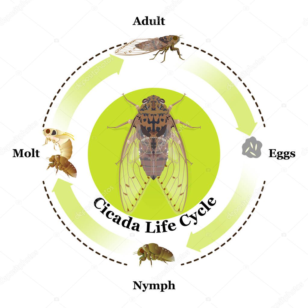 Cicada Life Cycle vector for graphic design,education,agricultural,science,artwork.