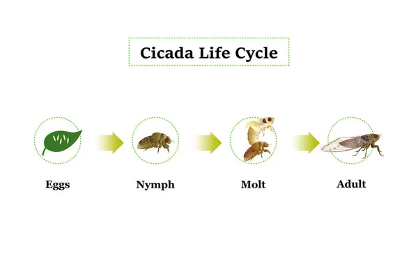 Cicada Life Cycle Vector Untuk Desain Grafis Pendidikan Pertanian Ilmu - Stok Vektor