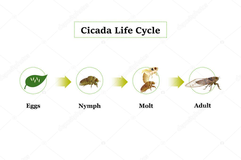 Cicada Life Cycle vector for graphic design,education,agricultural,science,artwork.