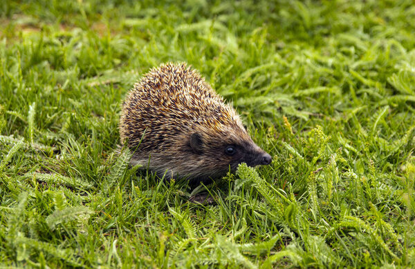 Hedgehog, wild animal with a cute nose close-up. Little hedgehog in the green grass. Macro spikes and needles, ear, eye adorable hedgehog in the grass. Wildlife concept