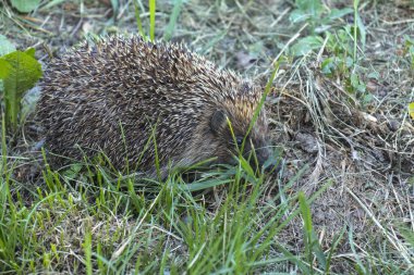Kirpi, sevimli burunlu vahşi bir hayvan. Yeşil çimlerde küçük bir kirpi. Makro dikenler ve iğneler, kulak, göz, çimlerde sevimli kirpi. Vahşi yaşam konsepti