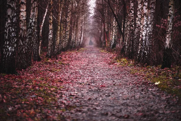 Dark red path. Somewhere in mystic wood — Stock Photo, Image