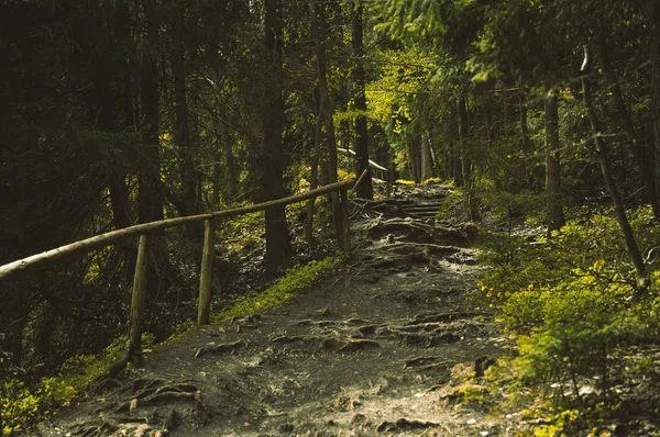 Bumpy path full of roots in mystical forest. — Stock Photo, Image