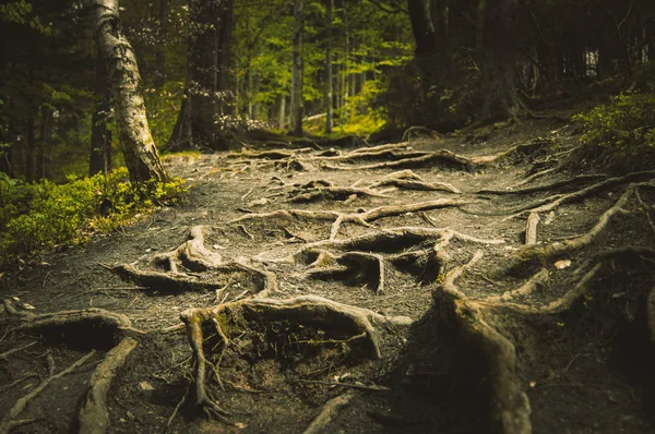Bumpy path full of roots in mystical forest. — Stock Photo, Image