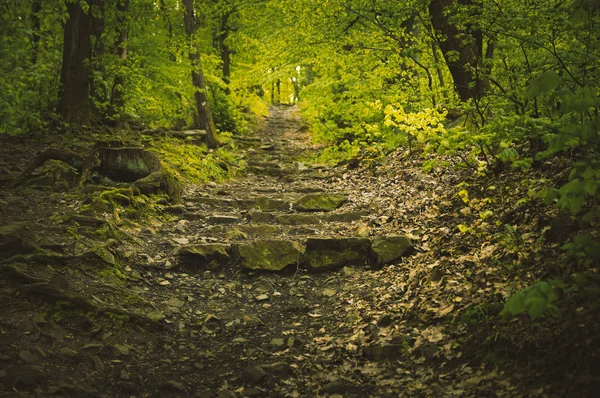 Stairs made of rock in mysterious forest — Stock Photo, Image