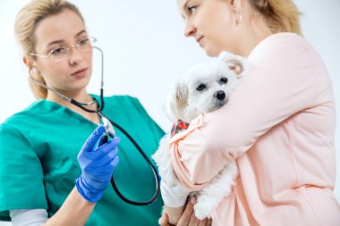 Sahibinden holded köpek kadın Veteriner tarafından incelenir