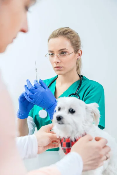 Veterinaria femenina se prepara para vacunar al perro — Foto de Stock
