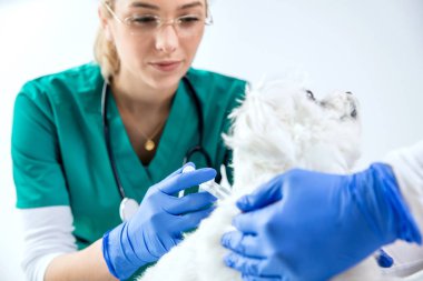 Kadın Veteriner iğne yapar ve Yardımcısı köpek tutar