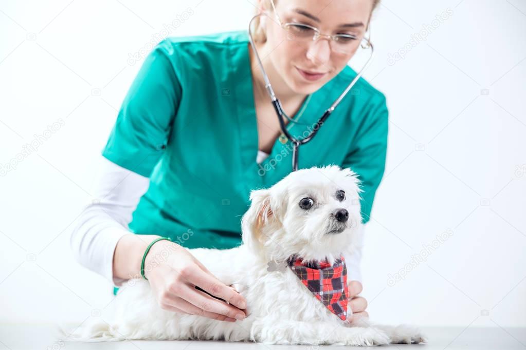 Female vet examinates a dog using a stethoscope