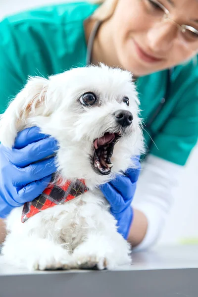 El perro bosteza durante el examen de los dientes — Foto de Stock