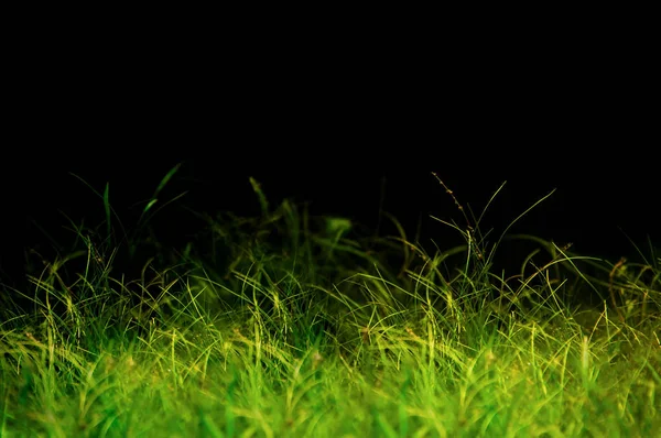 Magical looking grass on the black background — Stock Photo, Image