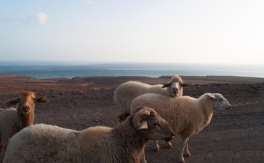 Fuerteventura, Kanarya Adaları, İspanya: keçi ve koyun Punta de Jandia, Jandia doğal park Morro del Jable korumalı alanda ada parçası aşırı Güney cape için toprak yol üzerinde
