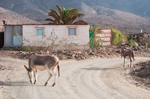 Fuerteventura, Canary Islands: donkeys on the dirt road of the little village of Cofete near Playa de Cofete, the famous 30 kilometres beach part of the Jandia natural park in the protected area of Morro del Jable — Stock Photo, Image