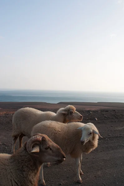 Fuerteventura, Canarische eilanden, Spanje: de geiten en de schapen op de weg van vuil naar Punta de Jandia, de extreme zuidelijke Kaap van het eiland deel van het natuurpark in het beschermde gebied van Morro del Jable in Jandia — Stockfoto