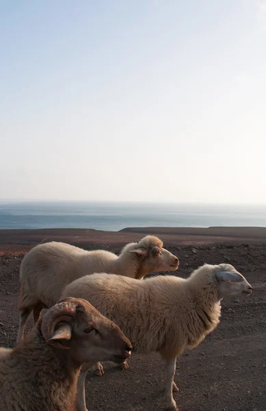 Fuerteventura, Canary Islands, Spain: goats and sheep on the dirt road to Punta de Jandia, the extreme southern cape of the island part of the Jandia natural park in the protected area of Morro del Jable — Stock Photo, Image