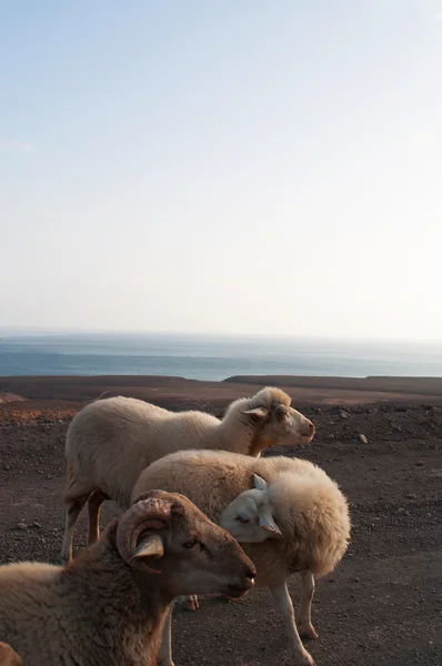 Fuerteventura, Kanarieöarna, Spanien: getter och får på grusvägen till Punta de Jandia, extrema södra udden av ön delen av naturparken Jandia i det skyddade området av Morro del Jable — Stockfoto