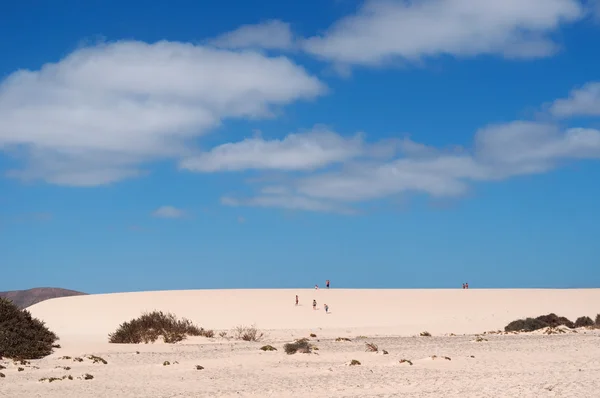 카나리아, 카나리아 제도: 파크 자연 데 호, 섬, 사하라 사막에서 바다 건너 오는 모래와 시간에 의해 형성 된 모래 언덕 11 킬로미터의 지역의 모래 언덕의 국립 공원의 언덕 산책 — 스톡 사진