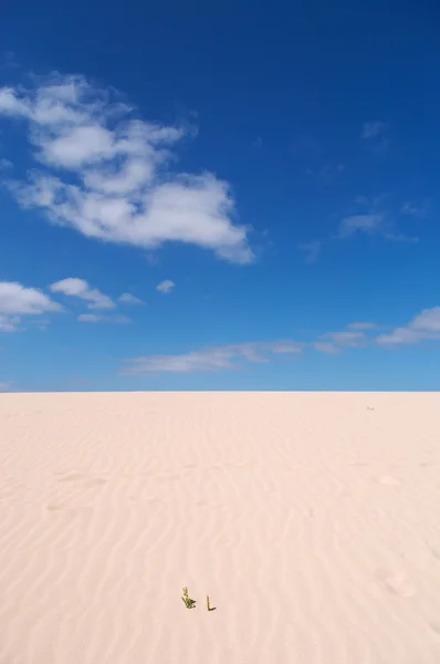 Fuerteventura, Wyspy Kanaryjskie, Hiszpania: roślinność w Parque Natural de Corralejo, park narodowy, wydmy wyspy, o powierzchni 11 km z wydmami utworzone przez czas z piasku, napotykając na ocean z pustyni Sahara — Zdjęcie stockowe
