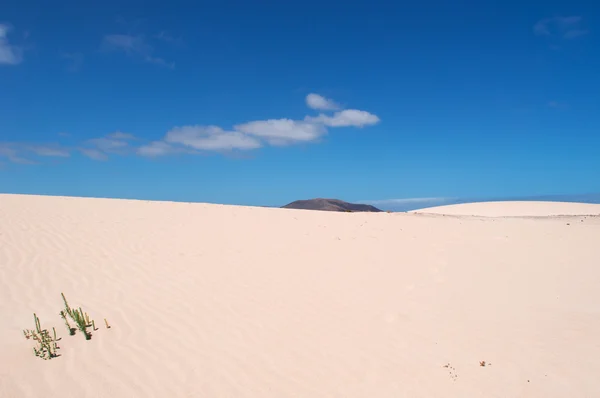Fuerteventura, Isole Canarie, Spagna: vegetazione nel Parque Natural de Corralejo, il parco nazionale delle dune di sabbia dell'isola, area di 11 km con dune formate dal tempo con la sabbia che attraversa l'oceano dal deserto del Sahara — Foto Stock