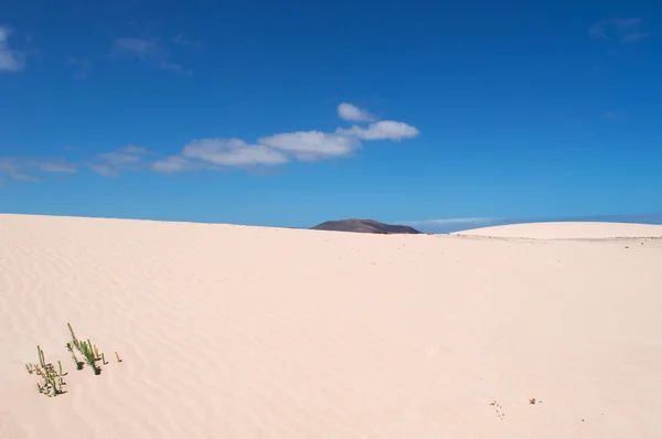 Fuerteventura, Wyspy Kanaryjskie, Hiszpania: roślinność w Parque Natural de Corralejo, park narodowy, wydmy wyspy, o powierzchni 11 km z wydmami utworzone przez czas z piasku, napotykając na ocean z pustyni Sahara — Zdjęcie stockowe