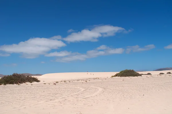 카나리아, 카나리아 제도, 스페인: 파크 자연 데 호, 섬, 모래 언덕으로 11 킬로미터의 지역의 모래 언덕의 국립 공원에 있는 식물 사하라 사막에서 바다 건너 오는 모래와 시간에 의해 형성 — 스톡 사진