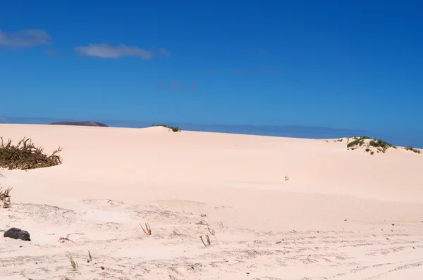 Fuerteventura, Islas Canarias, España: vegetación en el Parque Natural de Corralejo, el parque nacional de dunas de arena de la isla, área de 11 km con dunas formadas por el tiempo con la arena que cruza el océano desde el desierto del Sahara —  Fotos de Stock