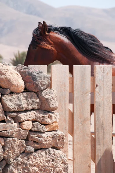 Fuerteventura, Canarische eilanden, Spanje: een paard achter een stenen muur en een houten hek in de woestijn landschap en het platteland in het dorpje van El Roque, in het noordwesten van het eiland — Stockfoto