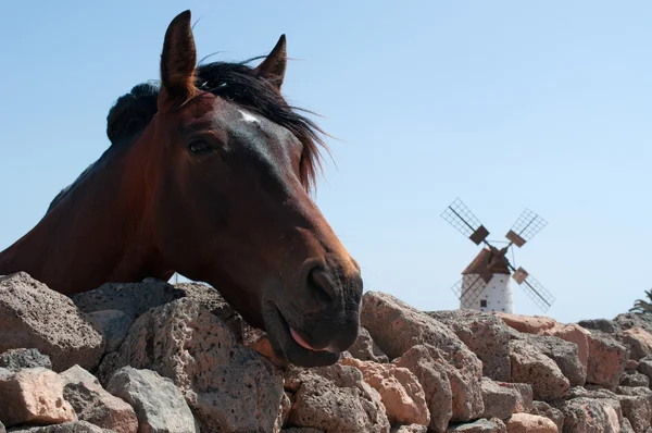 Fuerteventura, Kanarieöarna, Spanien: en häst i ökenlandskap och landsbygden med den berömda och traditionella väderkvarnen i den by av El Roque, i den nordvästra delen av ön — Stockfoto