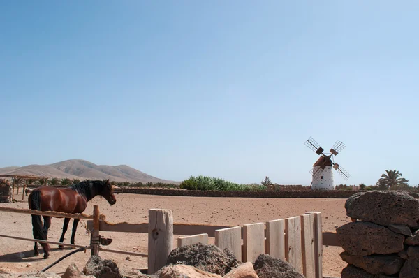 Fuerteventura, Ilhas Canárias, Espanha: um cavalo na paisagem desértica e rural com o famoso e tradicional moinho de vento na aldeia de El Roque, na parte noroeste da ilha — Fotografia de Stock