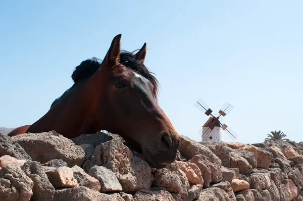 Fuerteventura, Canary Islands, Spain: a horse in the desert landscape and countryside with the famous and traditional windmill in the village of El Roque, in the northwestern part of the island — Stock Photo, Image