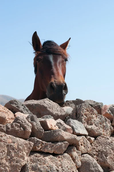 Fuerteventura, Canarische eilanden, Spanje: een paard achter een muur in de woestijn landschap en het platteland in het dorpje van El Roque, in het noordwesten van het eiland — Stockfoto