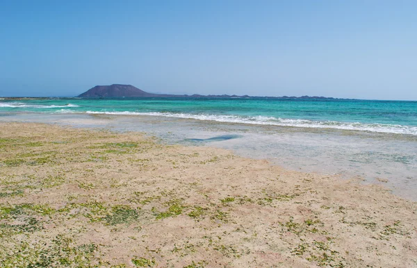 Fuerteventura, Canarische eilanden, Spanje: EB op het strand van Grandes Playas (de grote stranden), een van de beroemde stranden voor kitesurfen en windsurfen, met Lobos eiland, een eilandje 2 km ten noorden van Fuerteventura — Stockfoto