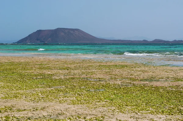 Fuerteventura, Canarische eilanden, Spanje: EB op het strand van Grandes Playas (de grote stranden), een van de beroemde stranden voor kitesurfen en windsurfen, met Lobos eiland, een eilandje 2 km ten noorden van Fuerteventura — Stockfoto