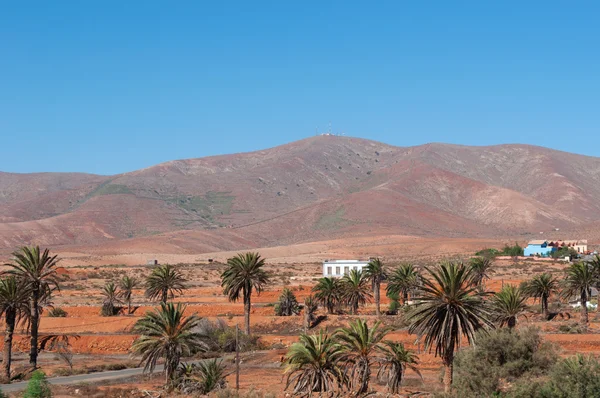 Fuerteventura, Islas Canarias, España: palmeras, casas blancas y vista aérea del desierto y el paisaje marciano en Antigua, una ciudad y un municipio en la parte central de la isla — Foto de Stock