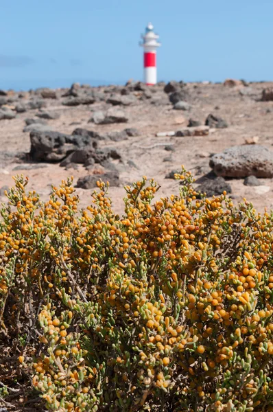 Fuerteventura, Islas Canarias, España: rocas negras, bayas amarillas y vista del Faro de Toston (faro de Toston o faro de El Cotillo), un activo faro en Punta de la Ballena cuya estructura original fue inaugurada en 1897 — Foto de Stock