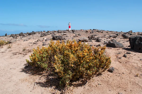 Fuerteventura, Kanarieöarna, Spanien: svarta stenar, gula bär och utsikt över Faro de Toston (Toston fyr eller El Cotillo fyr), en aktiv fyren vid Punta de la Ballena (Whale punkt) vars ursprungliga struktur öppnades 1897 — Stockfoto