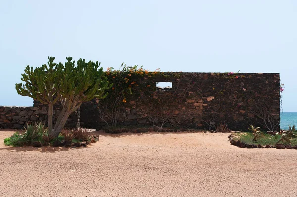 Kaktüs ve taş duvar yılında deniz manzara — Stok fotoğraf