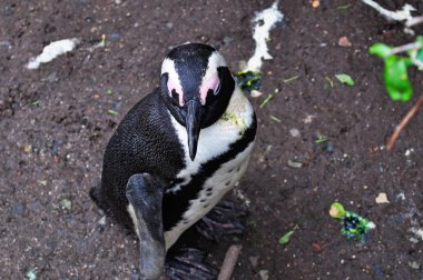 Simon'ın Town, Cape Yarımadası, Güney Afrika: kayalar Beach, korunaklı beach alıcılar Afrika penguenleri kolonisi 1982 yılından bu yana konut Granit kayalar arasında oluşan bir penguen