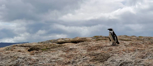 サイモンの町、ケープ半島、南アフリカ共和国: 岩ビーチ、花崗岩の岩が 1982 年以来のアフリカのペンギンのコロニーの住宅の間の入り江から成っている浜の岩の上のペンギン — ストック写真