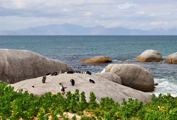 Simon's Town, półwysep Cape, Afryka Południowa: pingwiny na skale w Boulders Beach, osłoniętej plaży składa się z wlotami między głazy granitowe obudowa kolonii afrykańskich pingwiny od 1982 — Zdjęcie stockowe