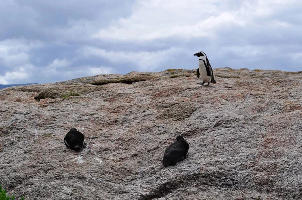 Simon 's Town, Cape Peninsula, South Africa: penguins on a rock in Boulders Beach, sheltered beach made up of inlets between granite boulders housing a colony of African penguins since 1982 — стоковое фото