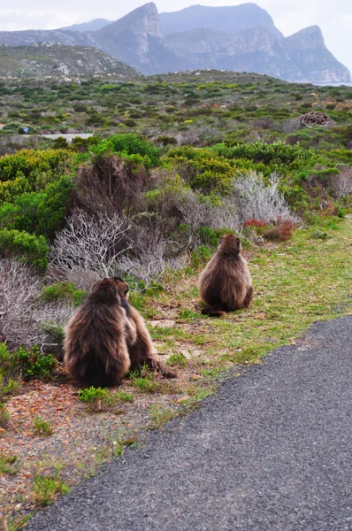 Sydafrika: babianer på vägen i Table Mountain National Park, naturreservat som naturliga miljö och sällsynta fynbos vegetation av Kaphalvön och Godahoppsudden — Stockfoto
