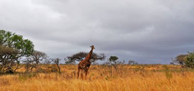 Güney Afrika Safari: bir otlak Hluhluwe Imfolozi oyun rezerv içinde ayakta bir zürafa, Afrika'da, 1895 yılında kurulan en eski doğa rezerv bulunan Kwazulu-Natal, Zulu Diyarı 