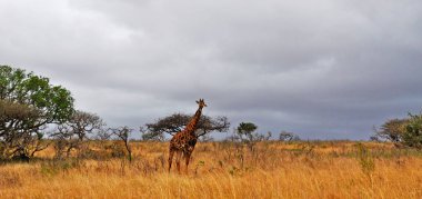 Safari in South Africa: a giraffe standing in a grassland in the Hluhluwe Imfolozi Game Reserve, the oldest nature reserve established in 1895 in Africa, located in KwaZulu-Natal, the land of the Zulus  clipart