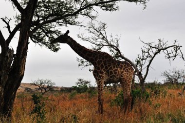 Güney Afrika Safari: Hluhluwe Imfolozi Game Reserve besleme bir zürafa