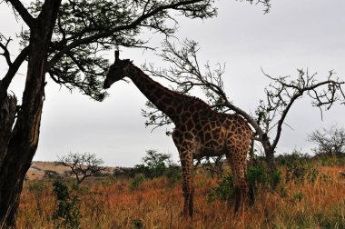 Güney Afrika Safari: Hluhluwe Imfolozi oyun rezerv içinde besleme bir zürafa, Afrika'da, 1895 yılında kurulan en eski doğa rezerv bulunan Kwazulu-Natal, Zulu Diyarı 
