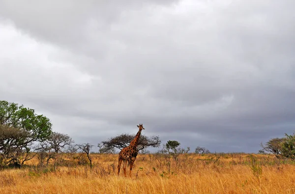 Safari in Zuid-Afrika: een giraffe permanent in een grasland in het Hluhluwe Imfolozi Game Reserve, het oudste natuurreservaat, opgericht in 1895 in Afrika, gelegen in Kwazulu-Natal, het land van de Zoeloes — Stockfoto
