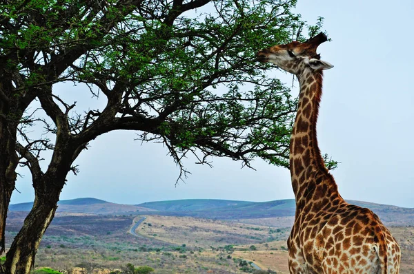 Safari i Sør-Afrika: en sjiraff som spiser i Hluhluwe Imfolozi viltreservat, det eldste naturreservatet etablert i 1895 i Afrika, lokalisert i KwaZulu-Natal, landet til zuluene. – stockfoto