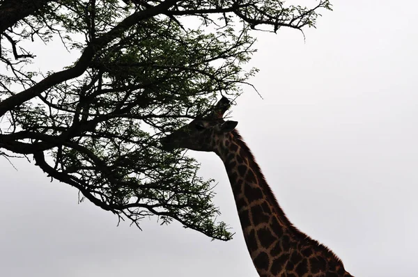 Güney Afrika Safari: Hluhluwe Imfolozi Game Reserve besleme bir zürafa