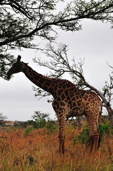 Safari w Afryce Południowej: żyrafa karmienia w Hluhluwe Imfolozi Game Reserve — Zdjęcie stockowe